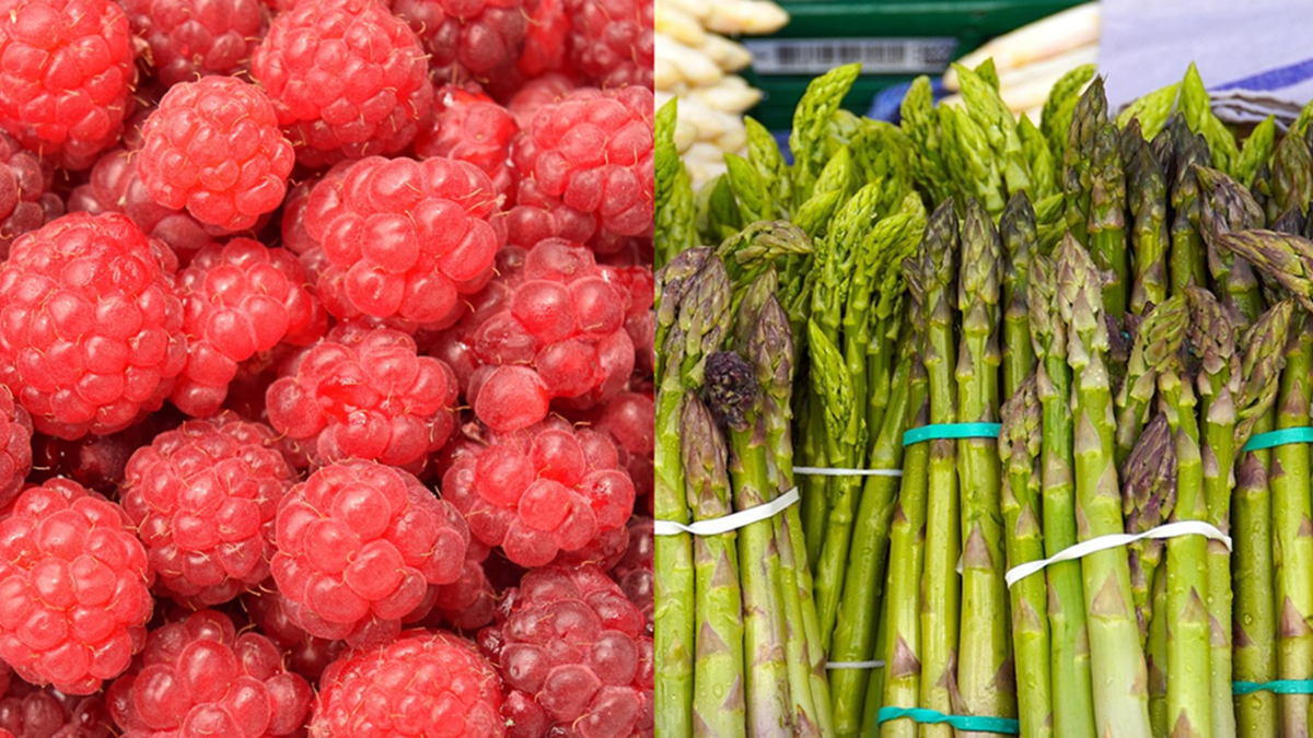 International Asparagus Days e International Berries Days unirán sus fuerzas en Burdeos del 7 al 10 de octubre de 2025 (1).png